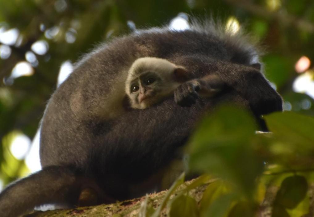 Lucky Bamboo'Bungalows-Resto And Orangutan Jungle Trekking Tours Bukit Lawang Exterior photo