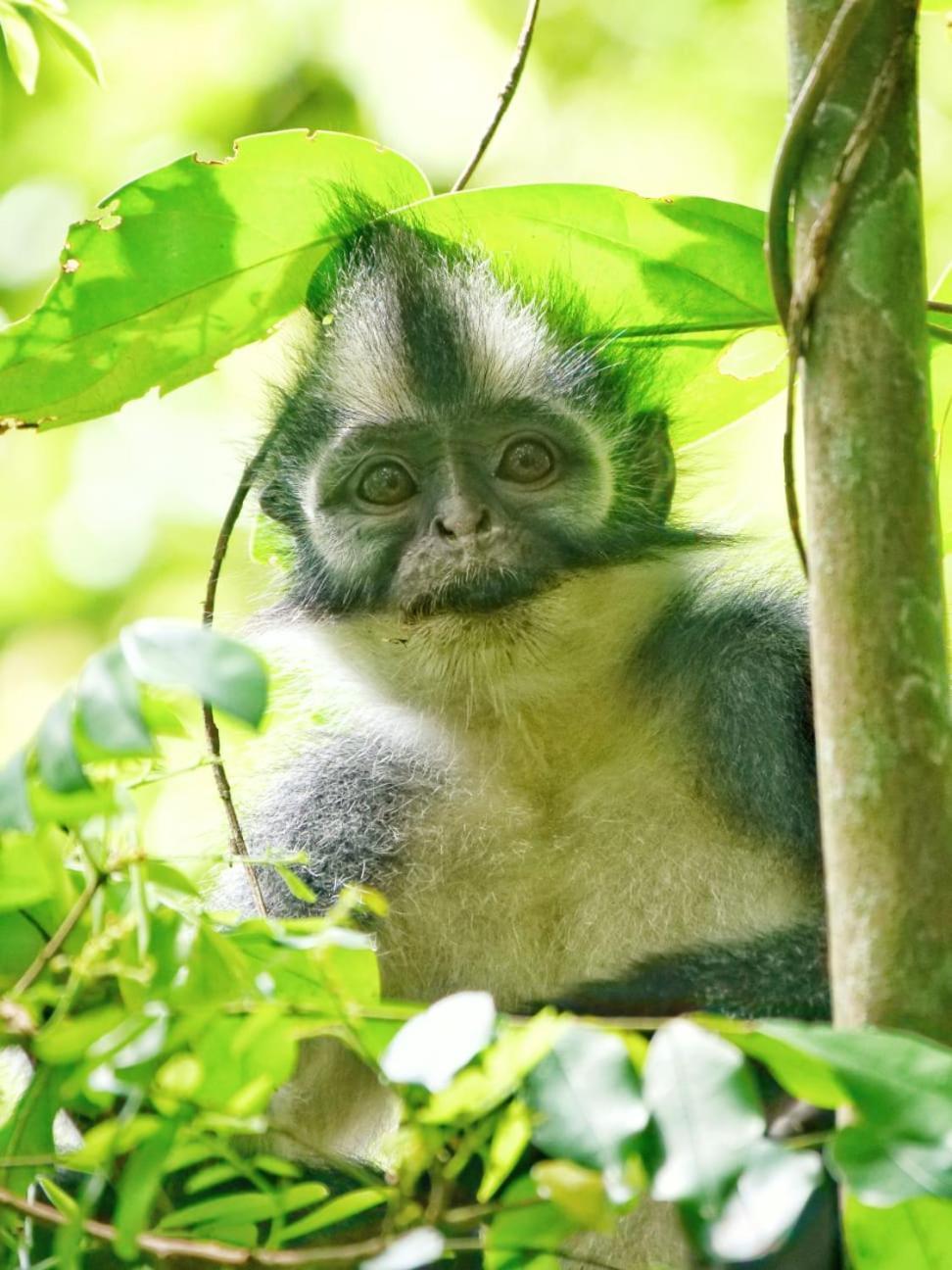 Lucky Bamboo'Bungalows-Resto And Orangutan Jungle Trekking Tours Bukit Lawang Exterior photo